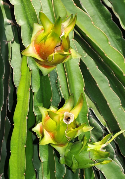 Dragon fruits plant Stock Photo by ©macky_ch 2501283