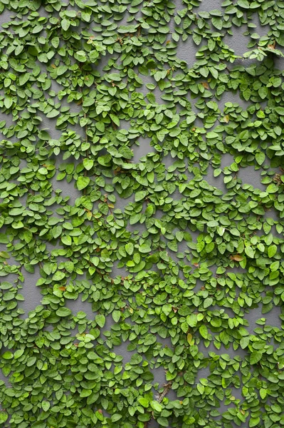 Plants climbing the wall — Stock Photo, Image