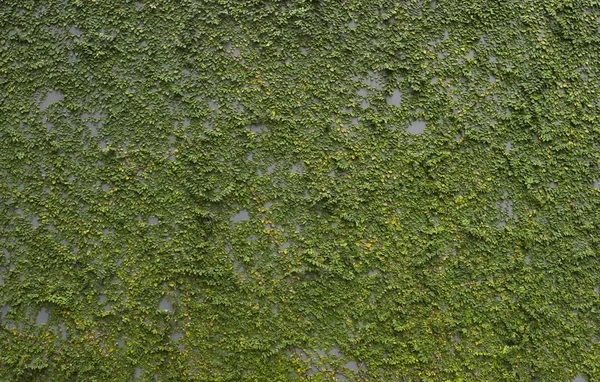 stock image Plants climbing the wall