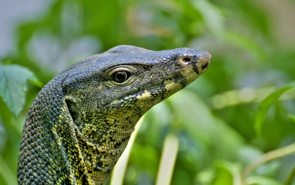 stock image Monitor lizard