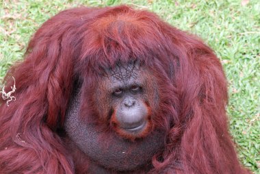 Kırmızı saçlı orangutan