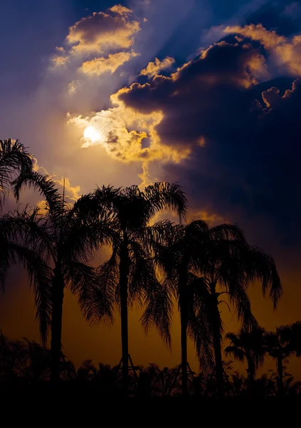 Palmiers contre le soleil — Photo