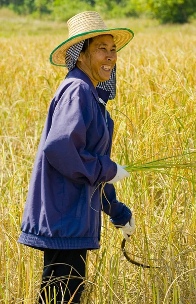 Mulher cortando arroz — Fotografia de Stock