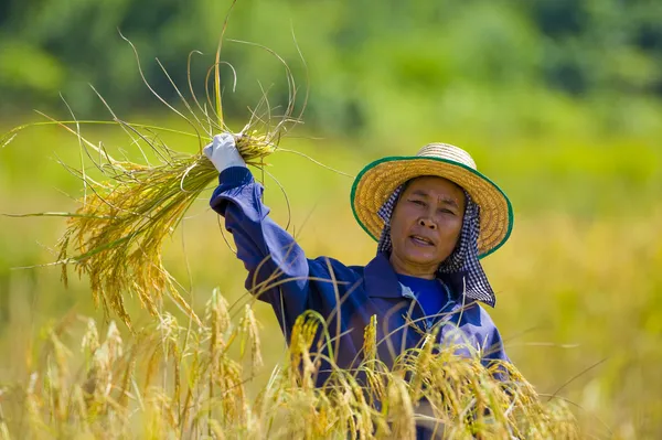 Femme coupant du riz — Photo