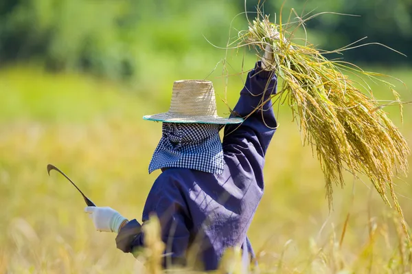 Řezání rýže v polích — Stock fotografie