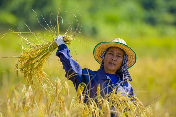 Nő vágás rizs Stock Fotó