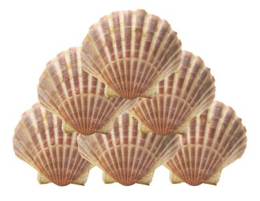 Sea Shells clipart