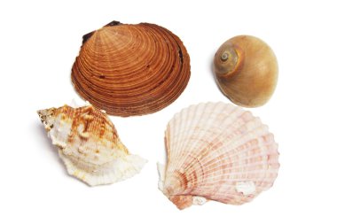 Collection of Seashells clipart