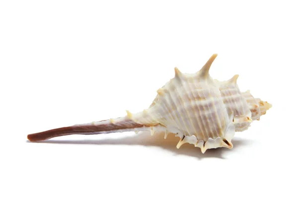 Spider Conch Shell — Stock Photo, Image
