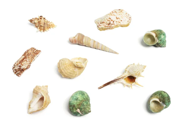 Colección de conchas marinas — Foto de Stock