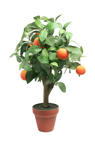Mandarinkový rostlina — Stock fotografie