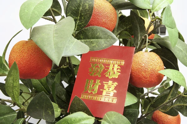 Pianta di mandarino con pacchetto rosso — Foto Stock