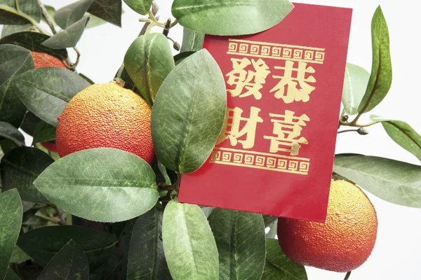 Mandarinenpflanze mit rotem Päckchen — Stockfoto
