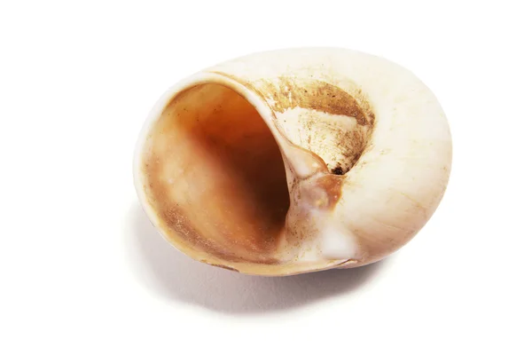 Collection of Seashells — Stock Photo, Image