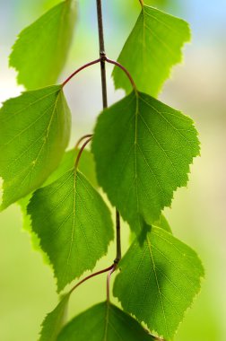 Birch leaves 2 clipart