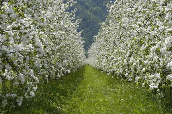 Flor de manzana 05 —  Fotos de Stock
