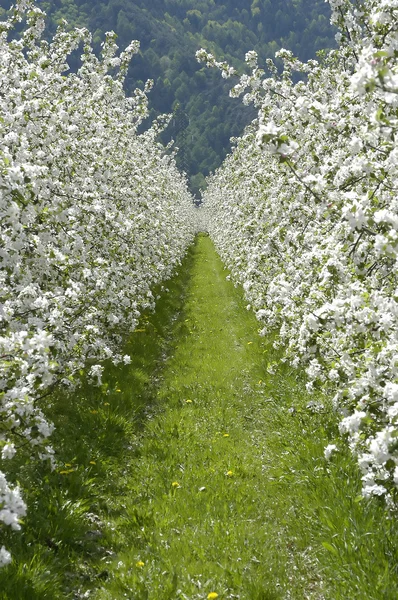 Flor de manzana 06 — Foto de Stock
