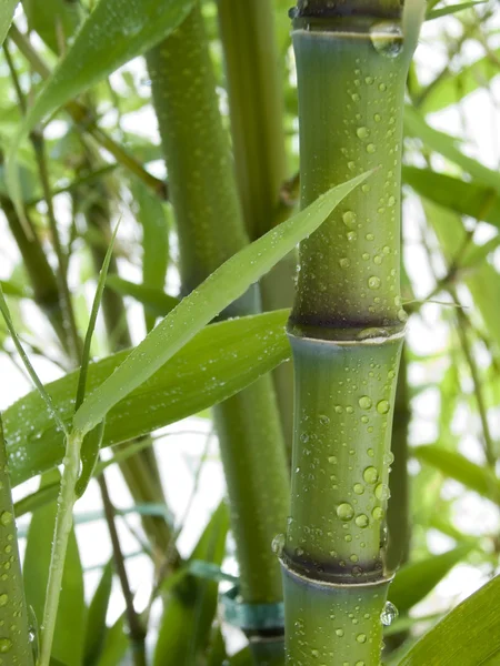 Bambus 01 — Stock fotografie