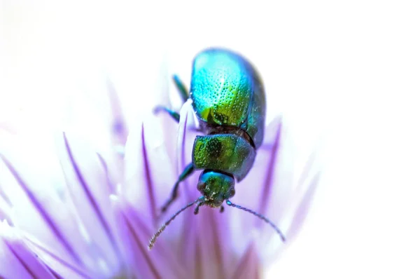Escarabajo 03 — Foto de Stock