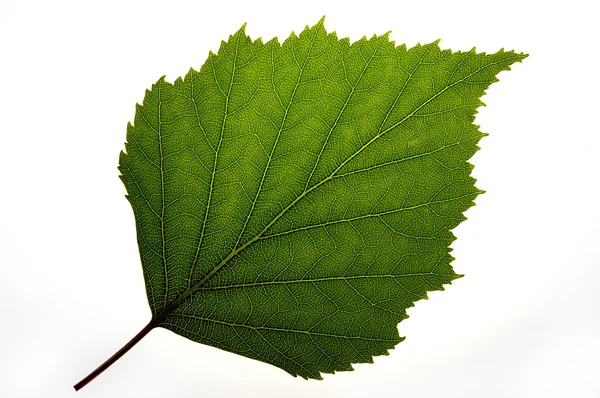 Birch leaves 6 — Stock Photo, Image