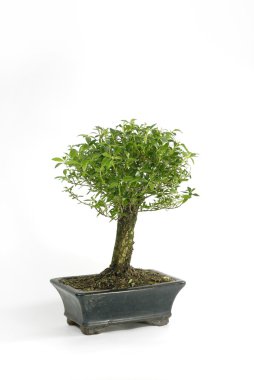 Bonsai 02