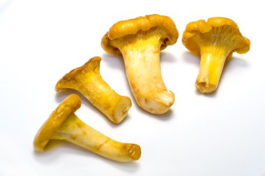 Cantharellus cibarius 01