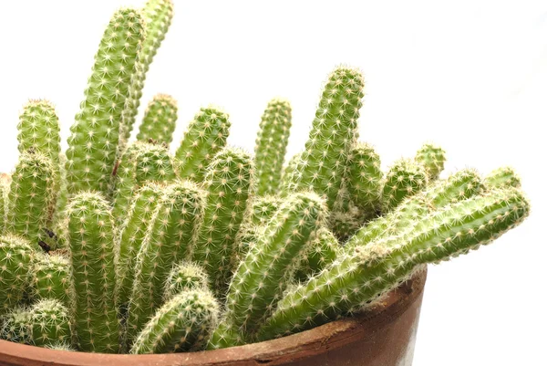 Kaktus 03 — Stock fotografie