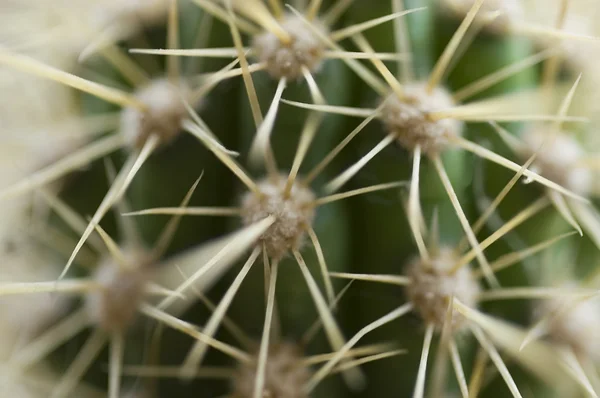 Kaktus — Stock fotografie