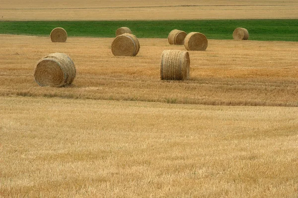 Stock image Cornfield 4