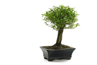 Bonsai 03