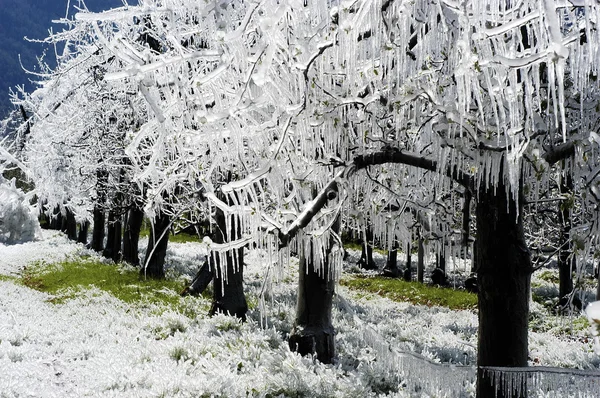霜灌漑 1 — ストック写真