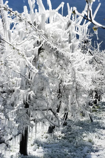 Frost irrigation 4 — Stock Photo, Image