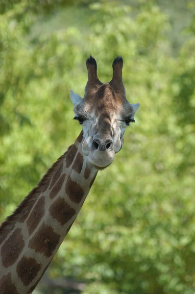 Giraffe 02 — Stock Photo, Image