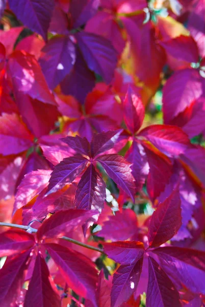 stock image Leaves