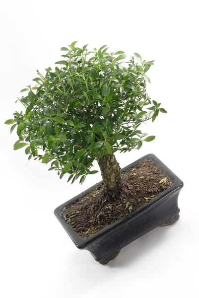 stock image Bonsai 09