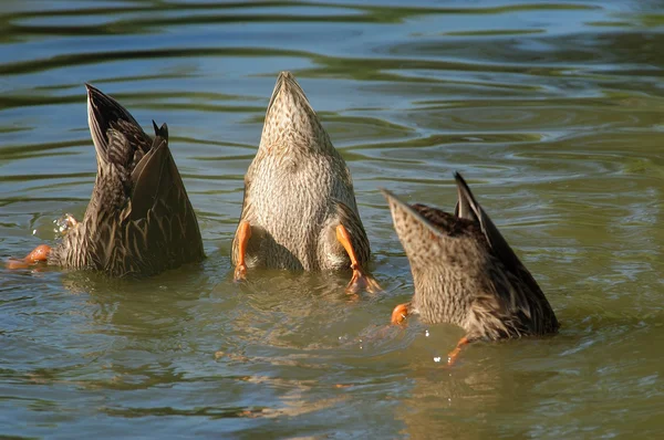 stock image Ducks