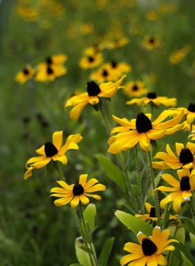 Marguerite.