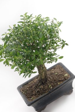 Bonsai 08