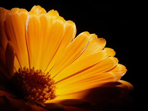 Kadife çiçeği 8 — Stok fotoğraf