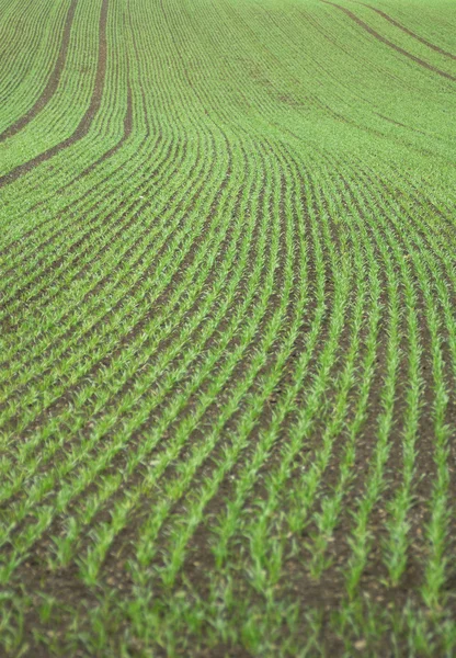 Ülke tarımı 01 — Stok fotoğraf
