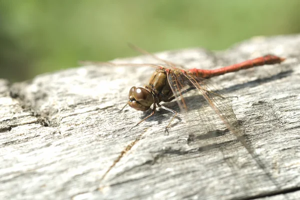 stock image Dragonfly 01