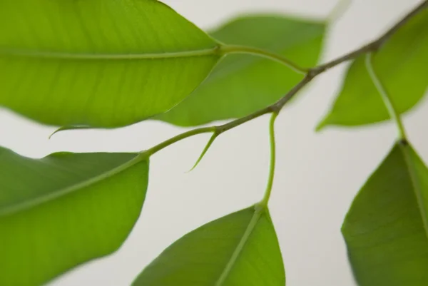 stock image Green leaves