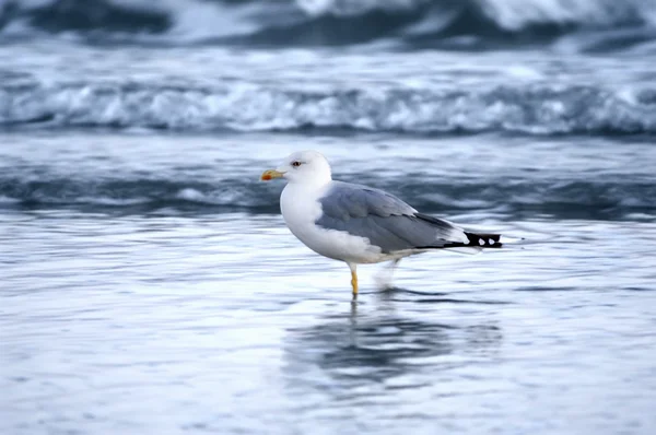 stock image Seagull 01