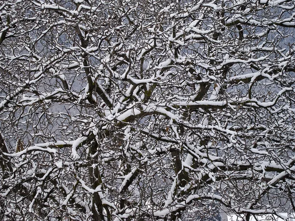 Neve 01 — Fotografia de Stock