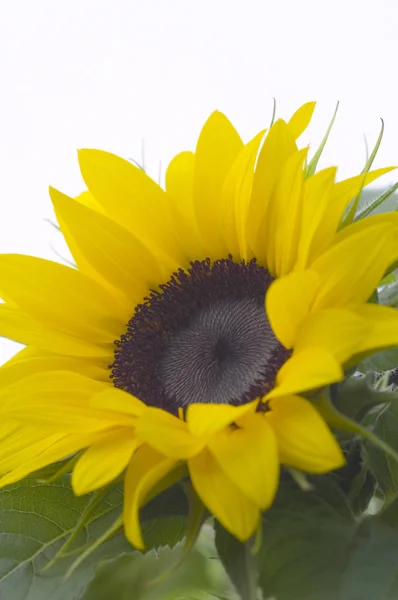Sonnenblume 01 — Stockfoto