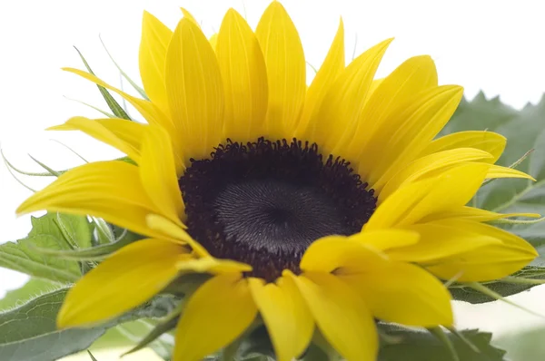 Sunflower 02 — Stock Photo, Image