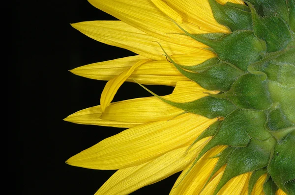 Sonnenblume 4 — Stockfoto