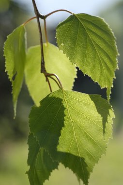 Huş 01