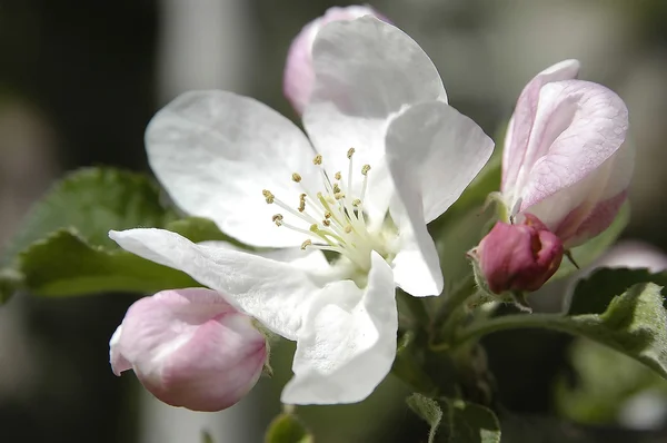 Flor de manzana 08 —  Fotos de Stock
