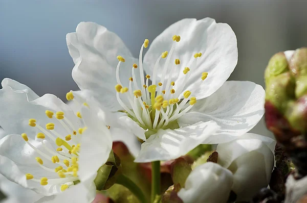 Apple blossom 10 — Stock Photo, Image